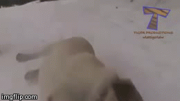 Dog sledding