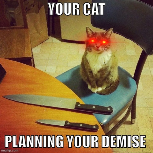 Your Cat Is Planning Your Demise | YOUR CAT; PLANNING YOUR DEMISE | image tagged in grumpy cat,cat,mad cat,knife,sus,angry | made w/ Imgflip meme maker