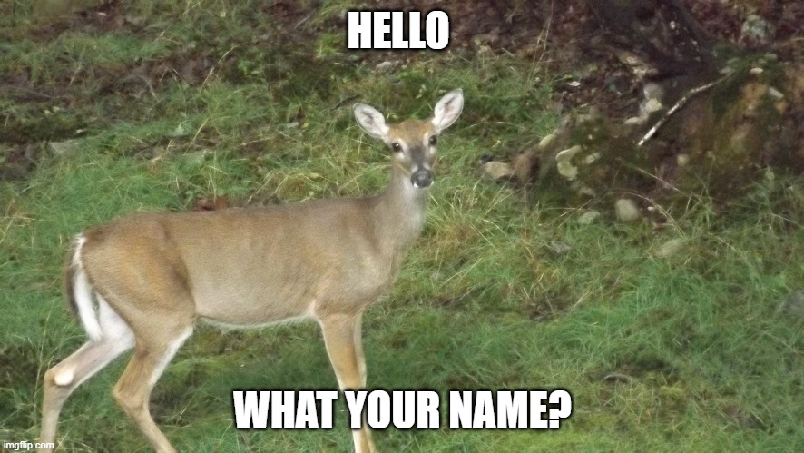 Hello | HELLO; WHAT YOUR NAME? | image tagged in funny memes | made w/ Imgflip meme maker