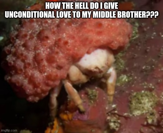 Furred Sponge Crab | HOW THE HELL DO I GIVE UNCONDITIONAL LOVE TO MY MIDDLE BROTHER??? | image tagged in furred sponge crab | made w/ Imgflip meme maker