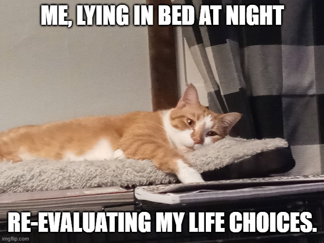 Contemplative Kitty | ME, LYING IN BED AT NIGHT; RE-EVALUATING MY LIFE CHOICES. | image tagged in cats,kitty | made w/ Imgflip meme maker