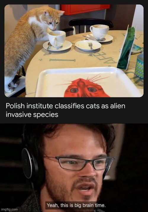cats are aliens now | image tagged in big brain time,cats,cat | made w/ Imgflip meme maker