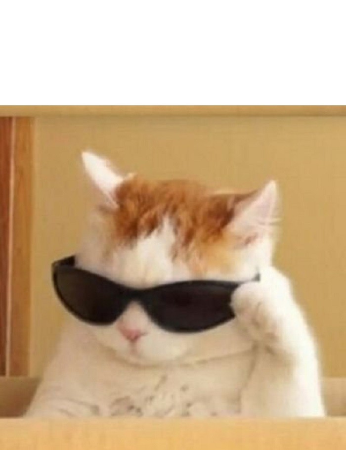 Cool cat Blank Meme Template