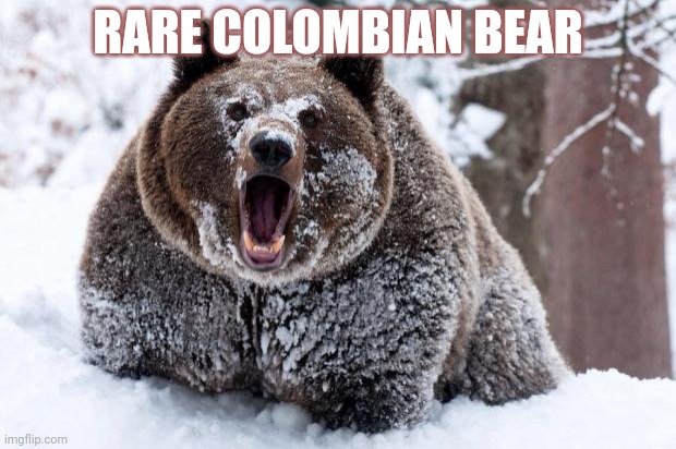 Cocaine bear | RARE COLOMBIAN BEAR | image tagged in cocaine bear | made w/ Imgflip meme maker
