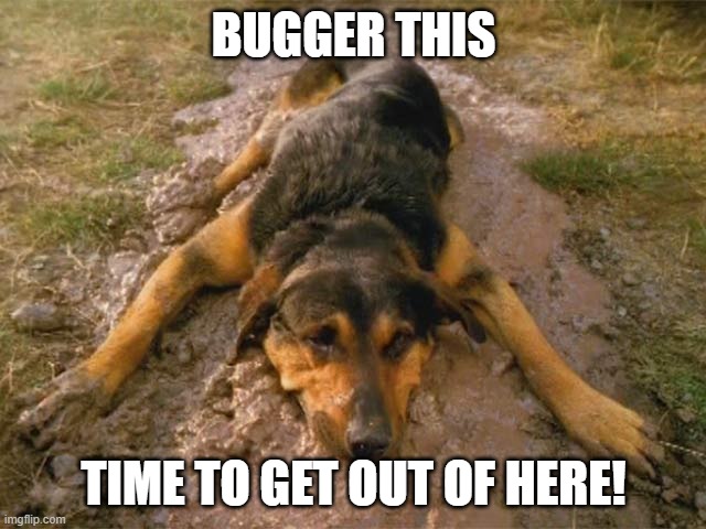 Bugger this | BUGGER THIS; TIME TO GET OUT OF HERE! | image tagged in dog,finished | made w/ Imgflip meme maker