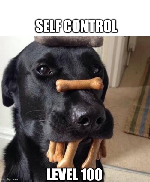 Self control | SELF CONTROL; LEVEL 100 | image tagged in dog,treats,control,self control | made w/ Imgflip meme maker
