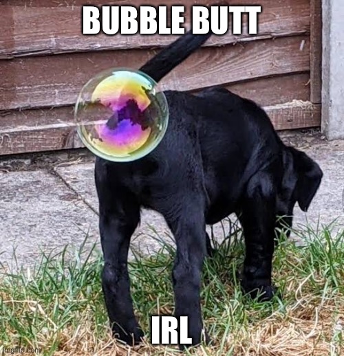Bubble butt | BUBBLE BUTT; IRL | image tagged in bubble,bubble butt,butt,dog | made w/ Imgflip meme maker