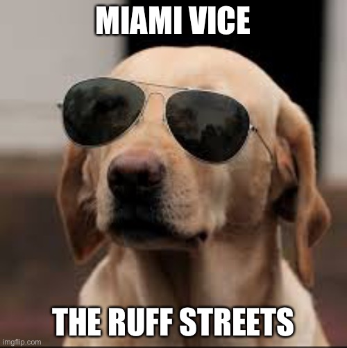 Cool lab | MIAMI VICE; THE RUFF STREETS | image tagged in labrador,dog,cool dog,miami vice,ruff | made w/ Imgflip meme maker