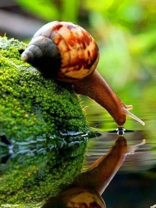 image tagged in awesome | made w/ Imgflip meme maker