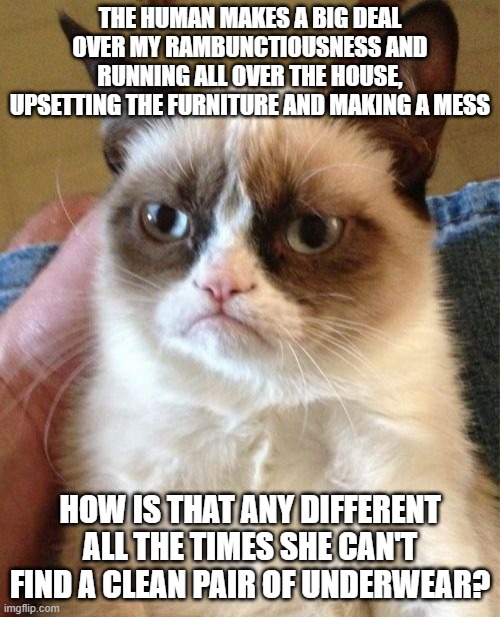 Deep Thoughts With Grumpy Cat | THE HUMAN MAKES A BIG DEAL OVER MY RAMBUNCTIOUSNESS AND RUNNING ALL OVER THE HOUSE, UPSETTING THE FURNITURE AND MAKING A MESS; HOW IS THAT ANY DIFFERENT ALL THE TIMES SHE CAN'T FIND A CLEAN PAIR OF UNDERWEAR? | image tagged in memes,grumpy cat,cats,deep thoughts,pet humor,funny | made w/ Imgflip meme maker