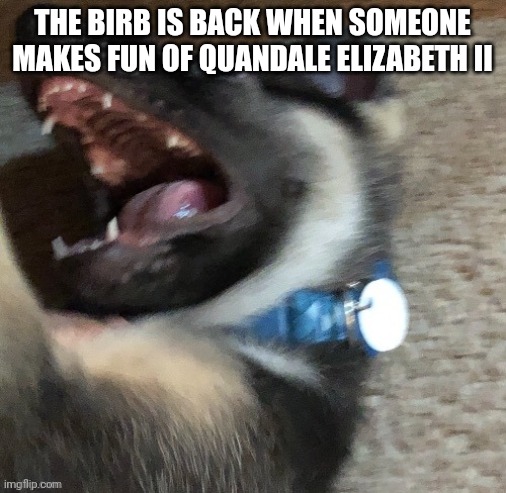 angy doggo | THE BIRB IS BACK WHEN SOMEONE MAKES FUN OF QUANDALE ELIZABETH II | image tagged in angy doggo | made w/ Imgflip meme maker