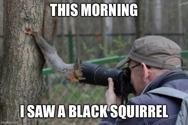 It was really cool | THIS MORNING; I SAW A BLACK SQUIRREL | image tagged in memes,jehovas witness squirrel | made w/ Imgflip meme maker