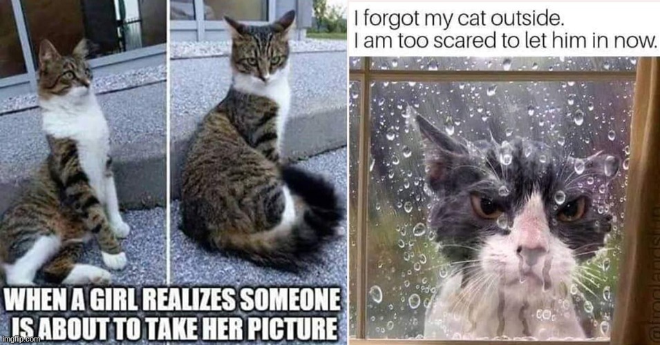 Cats be like | image tagged in cats,be like | made w/ Imgflip meme maker