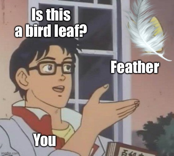 Is This A Pigeon Meme | Is this a bird leaf? Feather; You | image tagged in memes,is this a pigeon | made w/ Imgflip meme maker