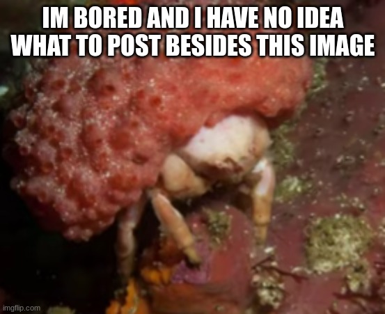 Furred Sponge Crab | IM BORED AND I HAVE NO IDEA WHAT TO POST BESIDES THIS IMAGE | image tagged in furred sponge crab | made w/ Imgflip meme maker