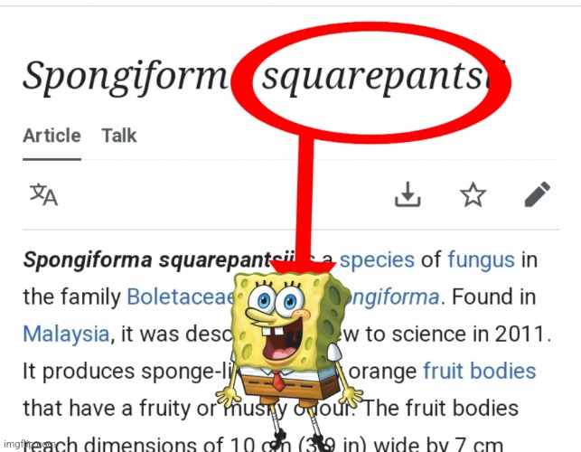 Spongiform Squarepantsii | image tagged in spongiform squarepantsii | made w/ Imgflip meme maker