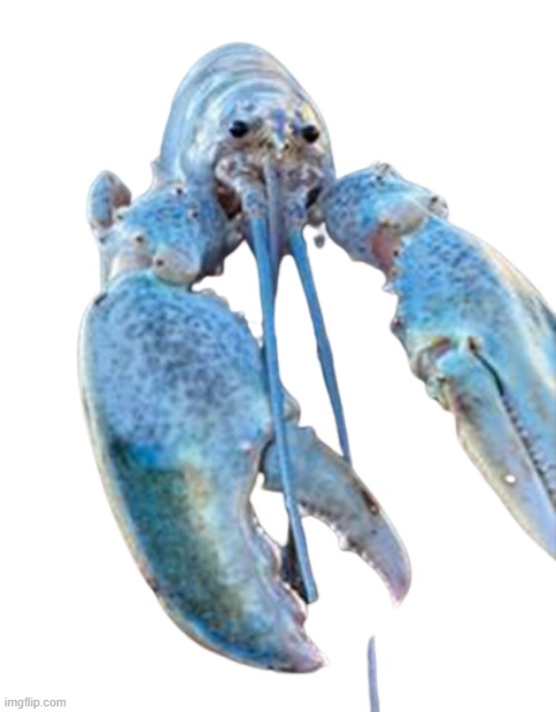 Hattie the Cotton Candy Blue Lobster staring at you | image tagged in hattie the cotton candy blue lobster staring at you | made w/ Imgflip meme maker