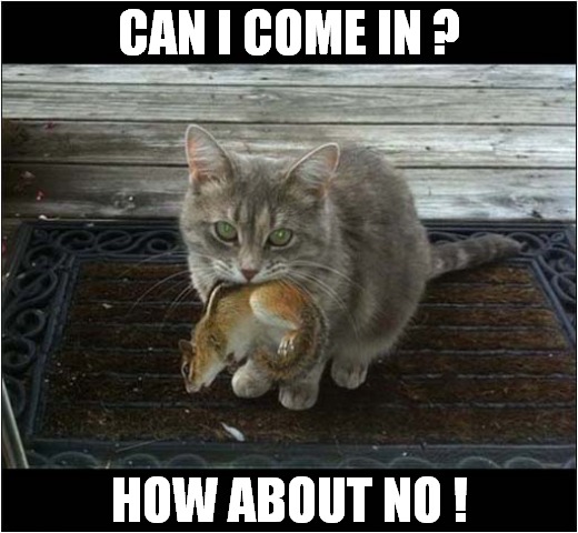 An Unwanted Guest ! | CAN I COME IN ? HOW ABOUT NO ! | image tagged in cats,squirrel,how about no | made w/ Imgflip meme maker