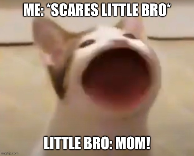 I | ME: *SCARES LITTLE BRO*; LITTLE BRO: MOM! | image tagged in grumpy cat | made w/ Imgflip meme maker