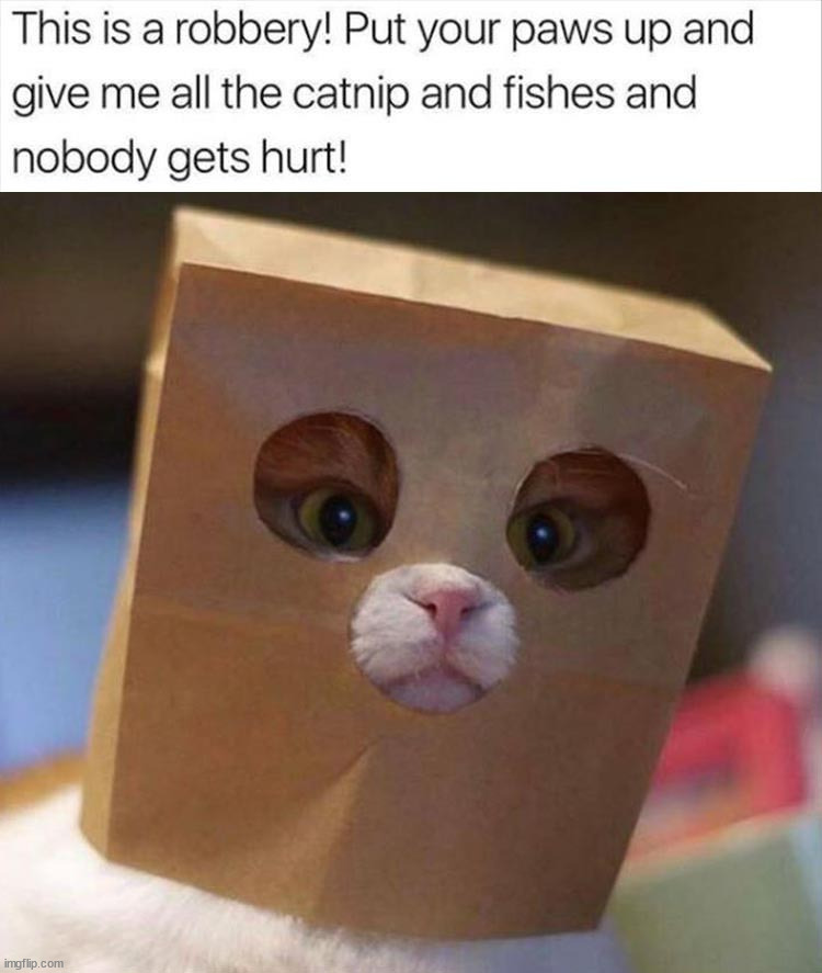 He is serious, give it to him. | image tagged in cats,robbery | made w/ Imgflip meme maker