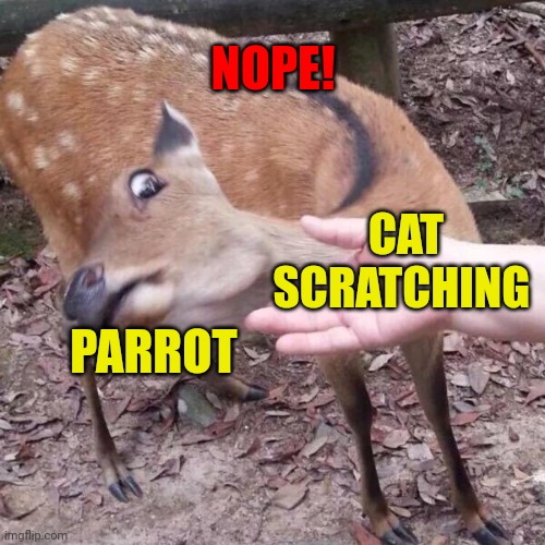 nope | PARROT CAT SCRATCHING NOPE! | image tagged in nope | made w/ Imgflip meme maker