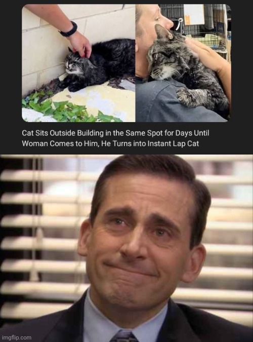 Lap cat | image tagged in wholesome,news,cats,cat,memes,wholesome 100 | made w/ Imgflip meme maker