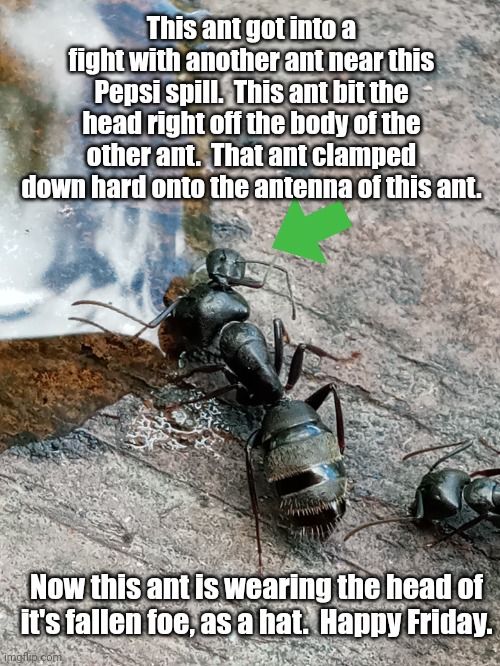 There's a head on the head... What?!? | This ant got into a fight with another ant near this Pepsi spill.  This ant bit the head right off the body of the other ant.  That ant clamped down hard onto the antenna of this ant. Now this ant is wearing the head of it's fallen foe, as a hat.  Happy Friday. | image tagged in insects | made w/ Imgflip meme maker
