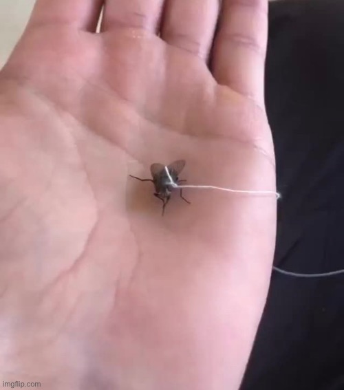 This is my pet fly his name is George | made w/ Imgflip meme maker