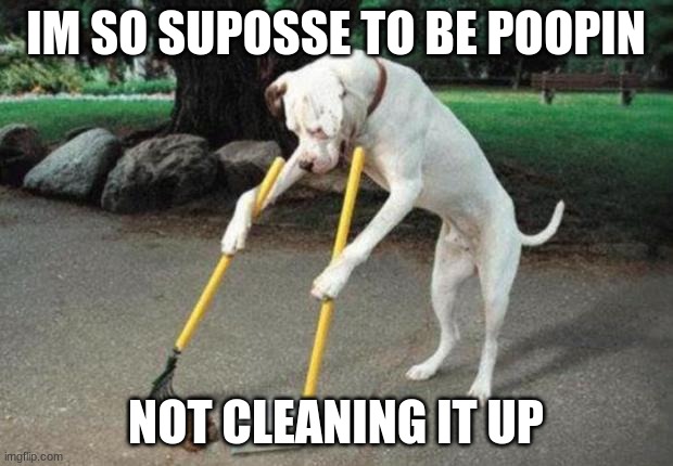 Dog poop | IM SO SUPOSSE TO BE POOPIN; NOT CLEANING IT UP | image tagged in dog poop | made w/ Imgflip meme maker