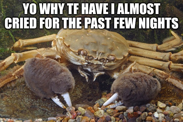 Mitten Crab | YO WHY TF HAVE I ALMOST CRIED FOR THE PAST FEW NIGHTS | image tagged in mitten crab | made w/ Imgflip meme maker