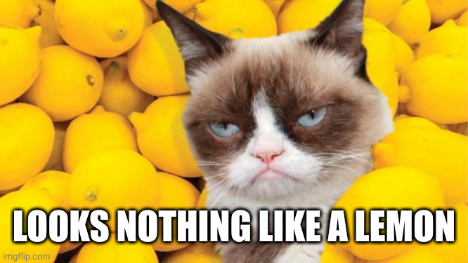 Grumpy Cat lemons | LOOKS NOTHING LIKE A LEMON | image tagged in grumpy cat lemons | made w/ Imgflip meme maker