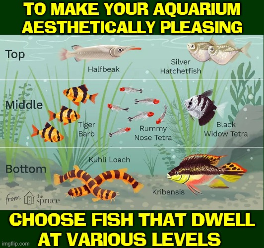 Hints from Heloise Herring | TO MAKE YOUR AQUARIUM
AESTHETICALLY PLEASING; CHOOSE FISH THAT DWELL
AT VARIOUS LEVELS | image tagged in vince vance,aquarium,levels,memes,pet fish,tropical fish | made w/ Imgflip meme maker