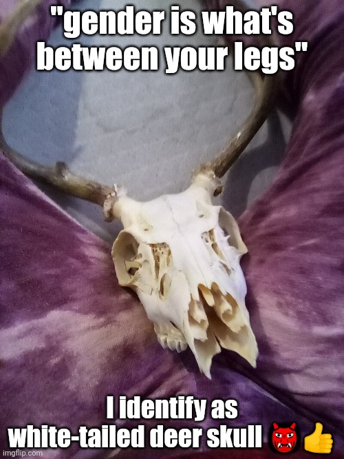 "gender is what's between your legs"; I identify as white-tailed deer skull 👹👍 | made w/ Imgflip meme maker