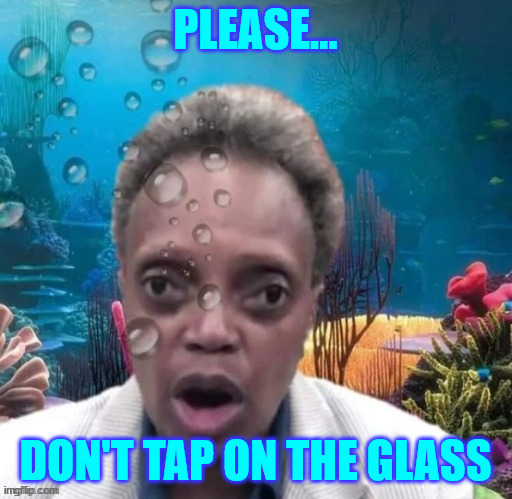 PLEASE... DON'T TAP ON THE GLASS | made w/ Imgflip meme maker