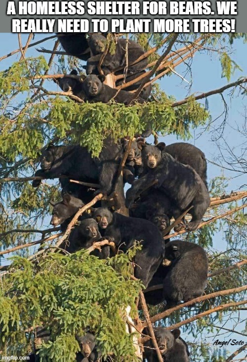 bear tree |  A HOMELESS SHELTER FOR BEARS. WE 
REALLY NEED TO PLANT MORE TREES! Angel Soto | image tagged in animal meme,bears,homeless,shelter,plant,trees | made w/ Imgflip meme maker