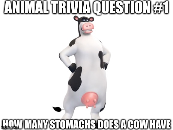 Animal Trivia Question #1 | ANIMAL TRIVIA QUESTION #1; HOW MANY STOMACHS DOES A COW HAVE | image tagged in blank white template | made w/ Imgflip meme maker