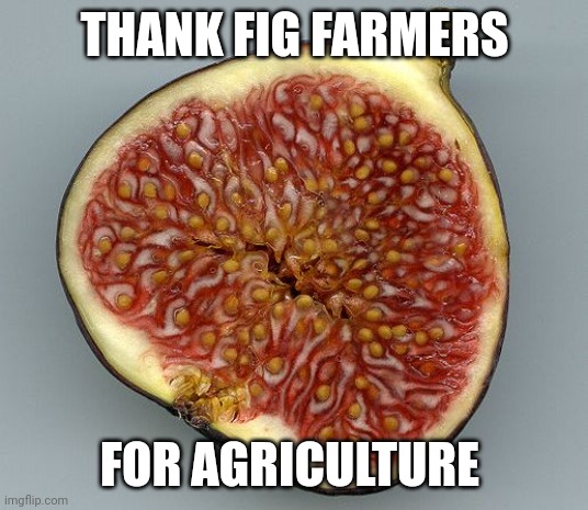 Fig | THANK FIG FARMERS; FOR AGRICULTURE | image tagged in fig | made w/ Imgflip meme maker
