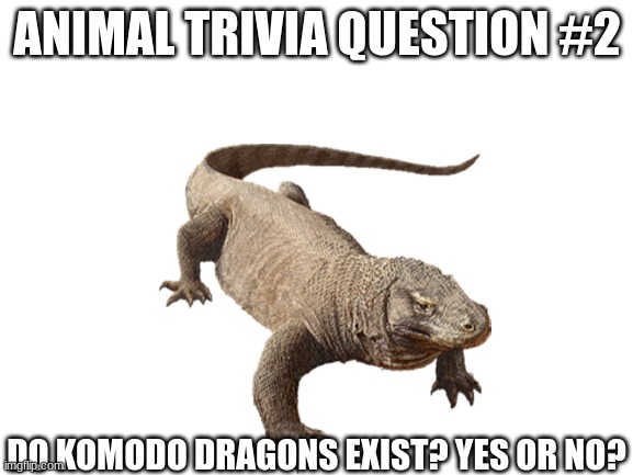 Animal Trivia Question #2 | ANIMAL TRIVIA QUESTION #2; DO KOMODO DRAGONS EXIST? YES OR NO? | made w/ Imgflip meme maker