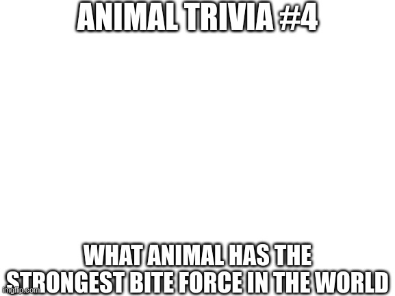Last one for the day (Or the night) | ANIMAL TRIVIA #4; WHAT ANIMAL HAS THE STRONGEST BITE FORCE IN THE WORLD | image tagged in blank white template | made w/ Imgflip meme maker