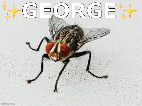 ✨GEORGE✨ | made w/ Imgflip meme maker