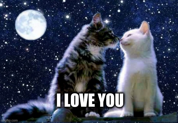 Lovey Dovey Kitties | I LOVE YOU | image tagged in lovey dovey kitties,i love you,love,kitties,moon,full moon | made w/ Imgflip meme maker