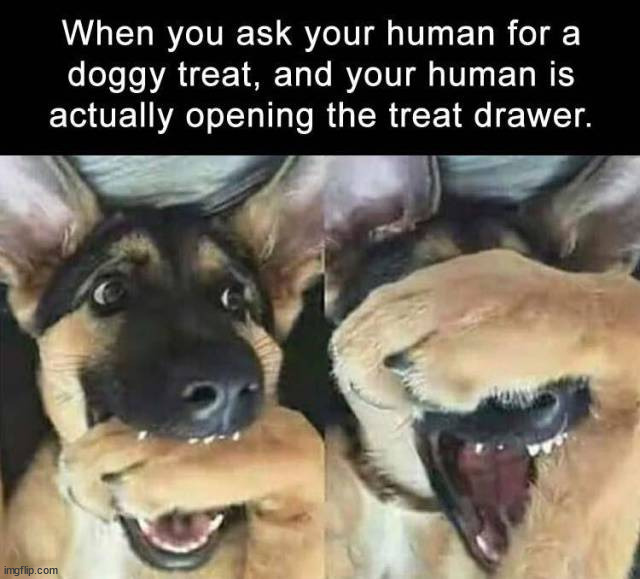 image tagged in dogs | made w/ Imgflip meme maker