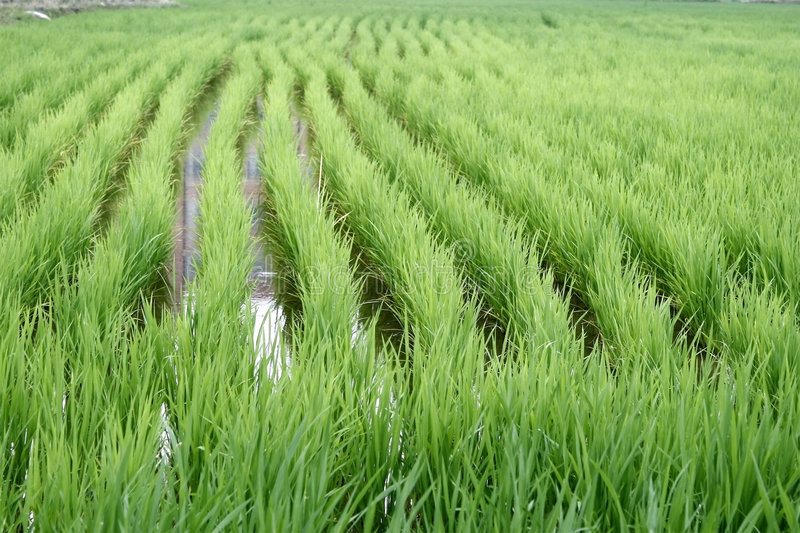 Rice Paddy Blank Meme Template