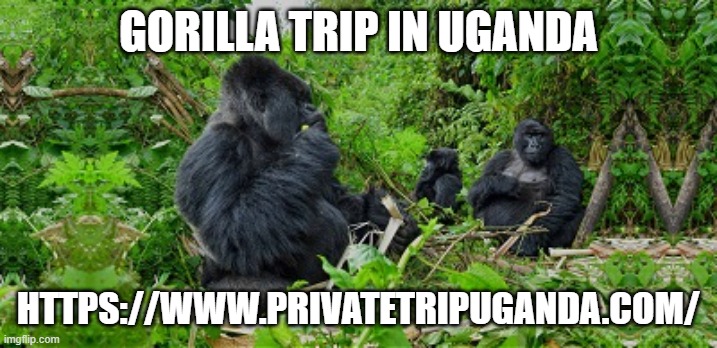 Gorilla trip in Uganda | GORILLA TRIP IN UGANDA; HTTPS://WWW.PRIVATETRIPUGANDA.COM/ | image tagged in gorilla trip in uganda,gorilla trekking uganda,best wildlife safari | made w/ Imgflip meme maker