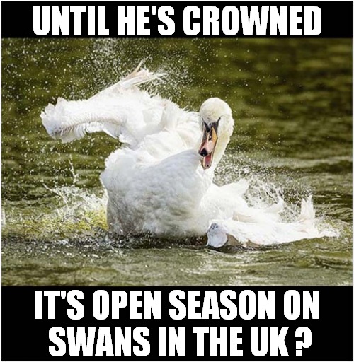 Only The Monarch Can (Legally) Eat Swans ! | UNTIL HE'S CROWNED; IT'S OPEN SEASON ON 
SWANS IN THE UK ? | image tagged in swans,eating,prince charles,dark humour | made w/ Imgflip meme maker