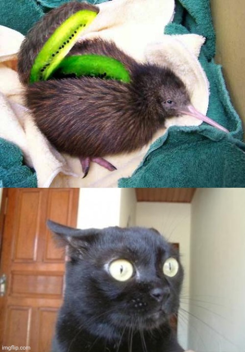 Cursed kiwi photoshop | image tagged in cannot be unseen cat,cursed image,kiwi,memes,photoshop,cursed | made w/ Imgflip meme maker