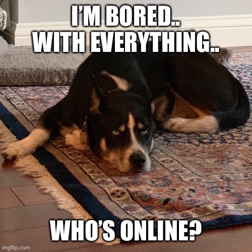 Help- please- I’m bored and idk what to do | I’M BORED.. WITH EVERYTHING.. WHO’S ONLINE? | image tagged in bored dog | made w/ Imgflip meme maker