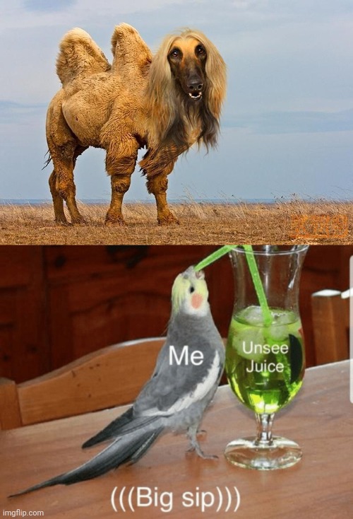Cursed Afghamel | image tagged in unsee juice,cursed image,camel,memes,animals,photoshop | made w/ Imgflip meme maker