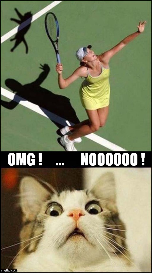 Playing With A Cat ! | OMG !     ...      NOOOOOO ! | image tagged in cats,tennis,omg,no | made w/ Imgflip meme maker