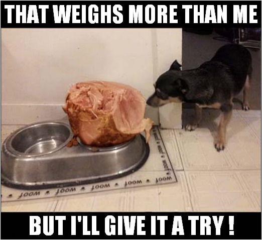 Don't Overfeed Your Dog ! | THAT WEIGHS MORE THAN ME; BUT I'LL GIVE IT A TRY ! | image tagged in dogs,overfed,meat | made w/ Imgflip meme maker